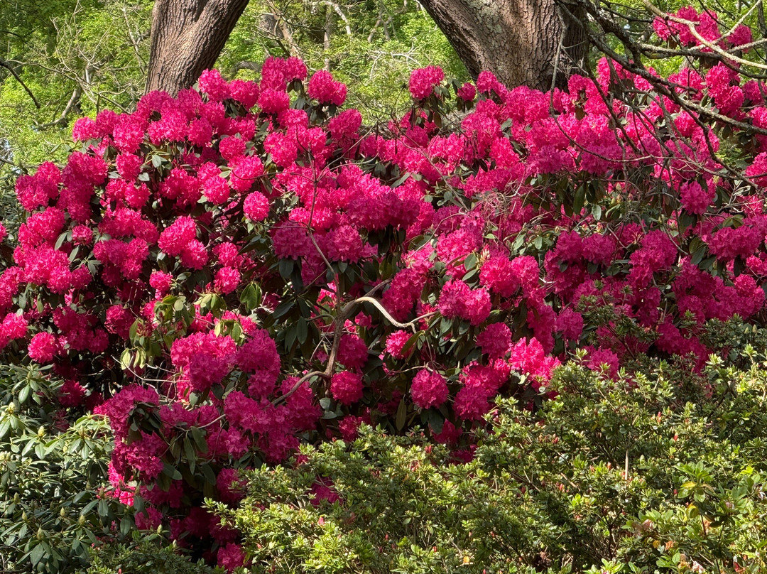 Isabella Plantation景点图片