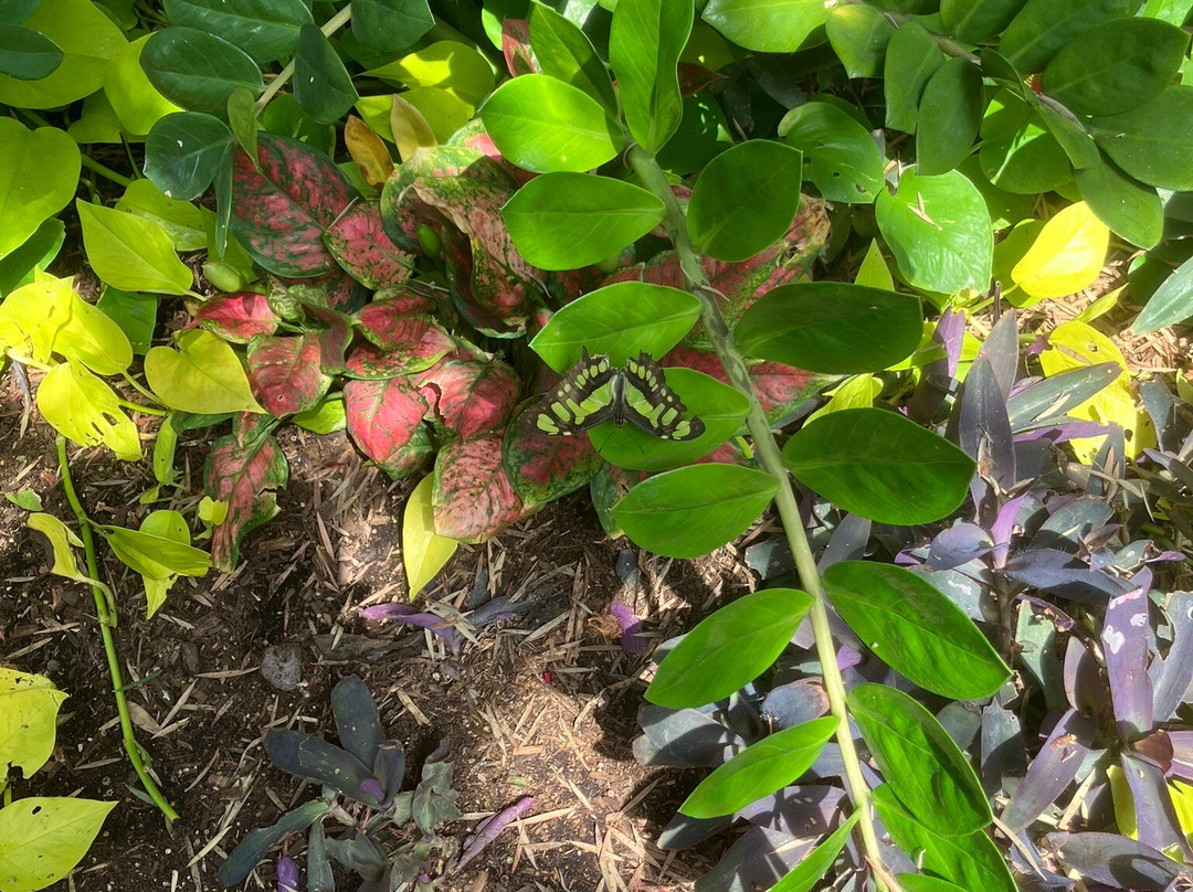Butterfly Wonderland-斯科茨代尔必去景点