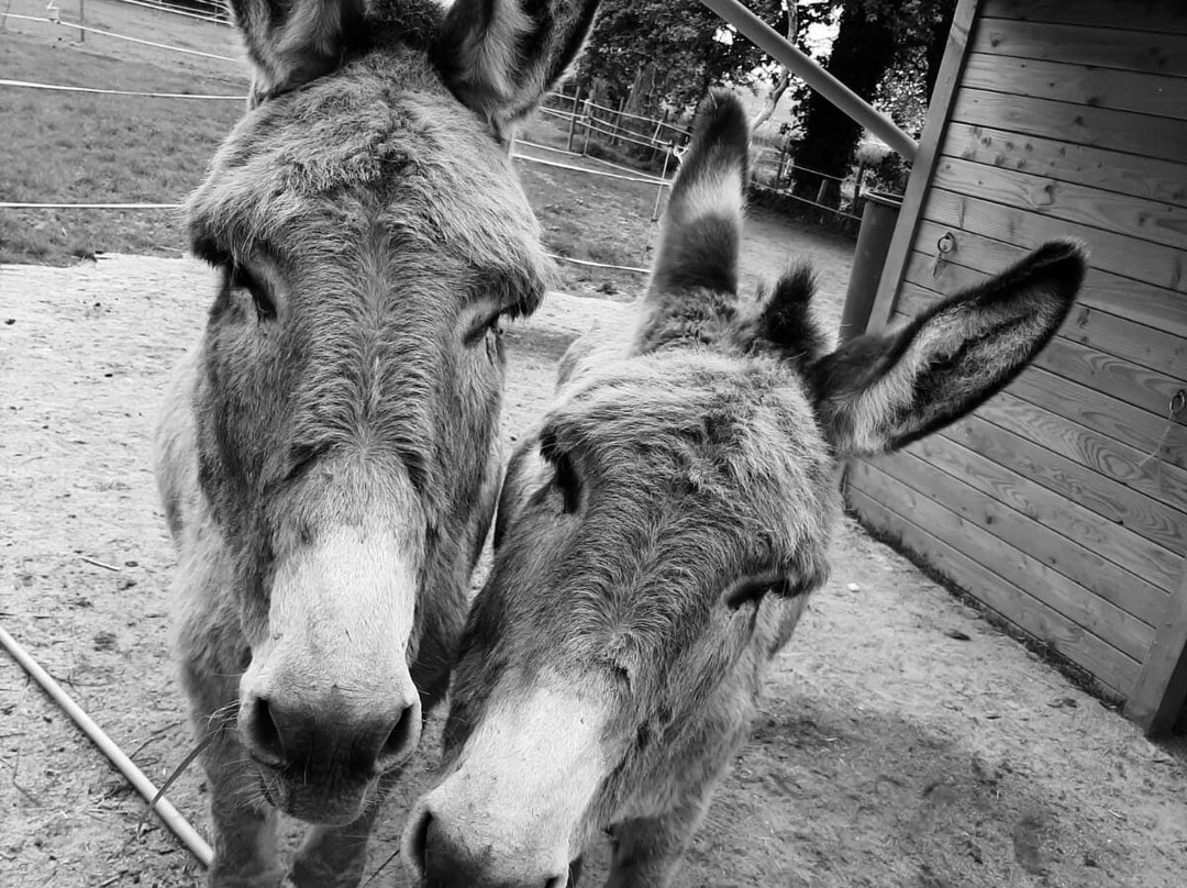Les Ânes De Fleur De Jour