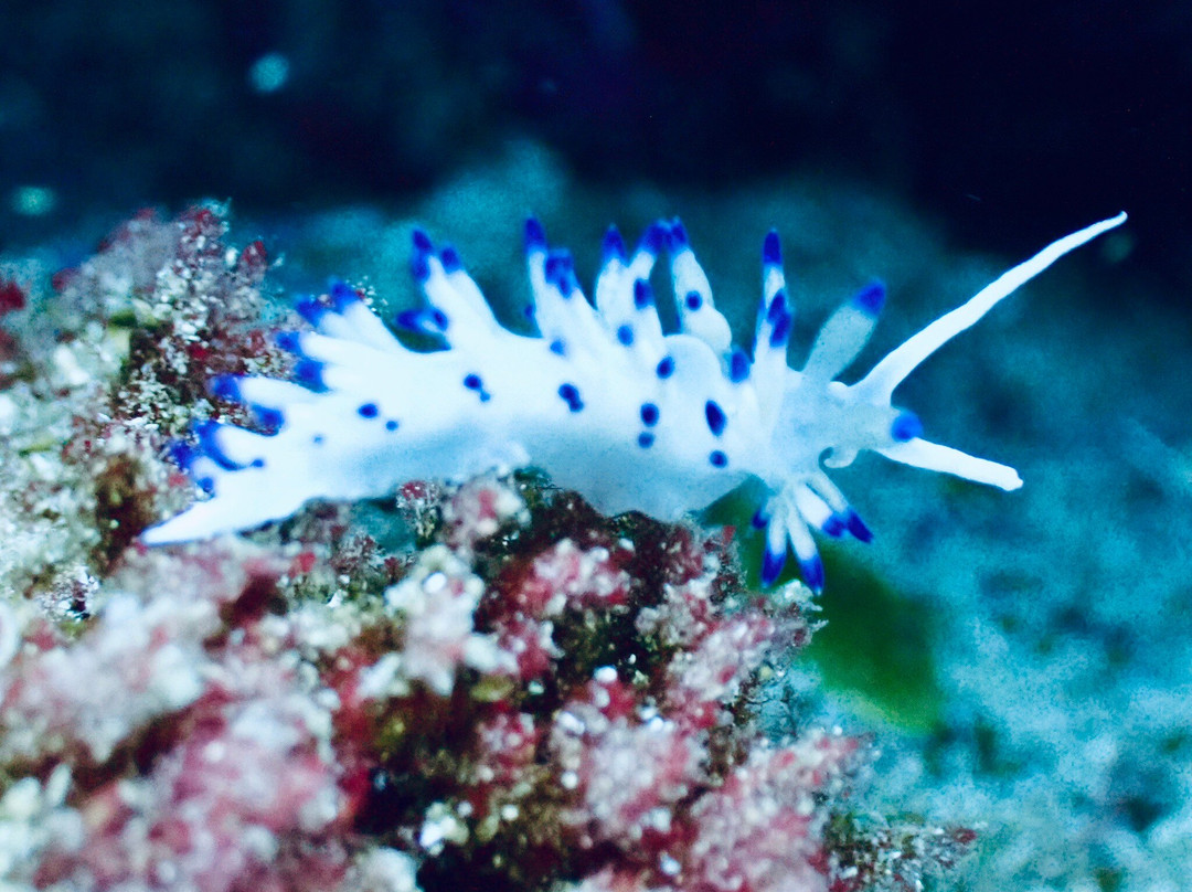 Divecenter Santiago-Tarrafal必去景点