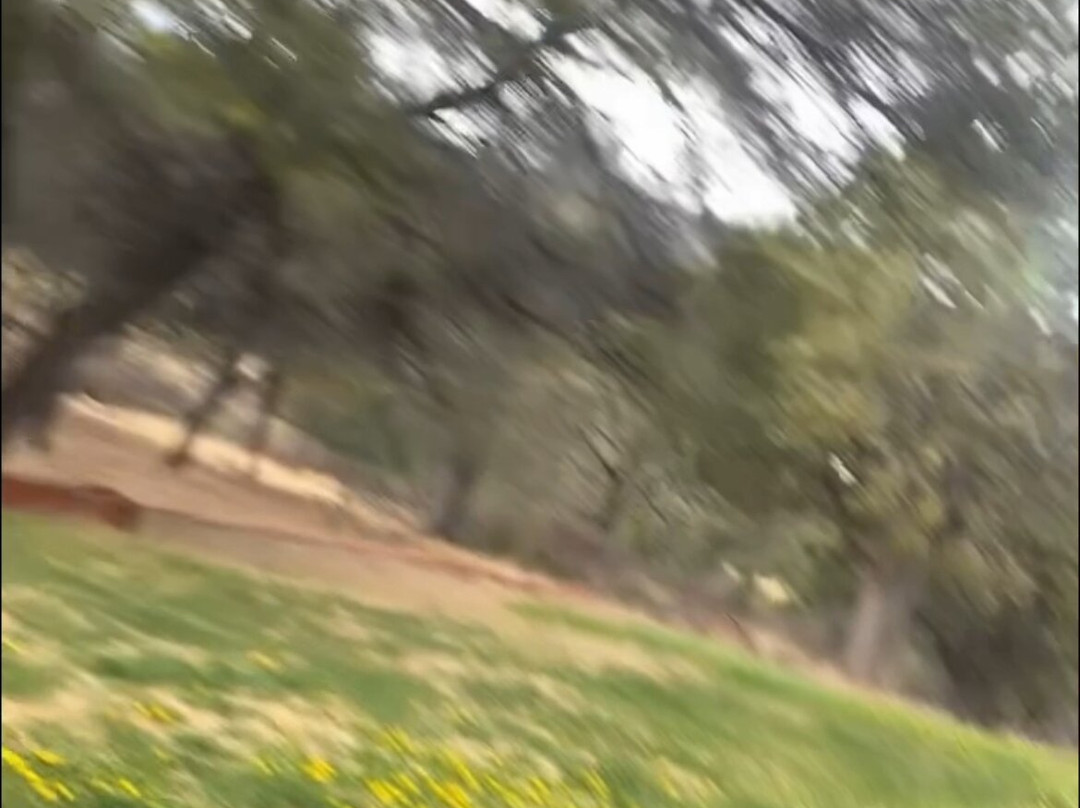 Best Western Pine Springs Inn主图