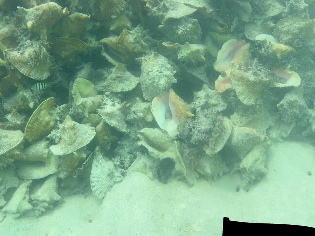 Tommy Gaunt Kitesurfing-Anegada必去景点