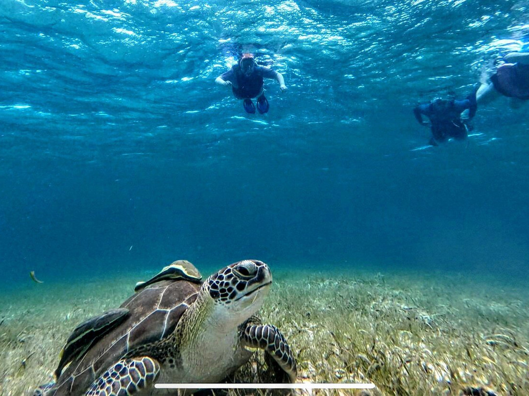 Cayman Snorkel Co-西湾必去景点