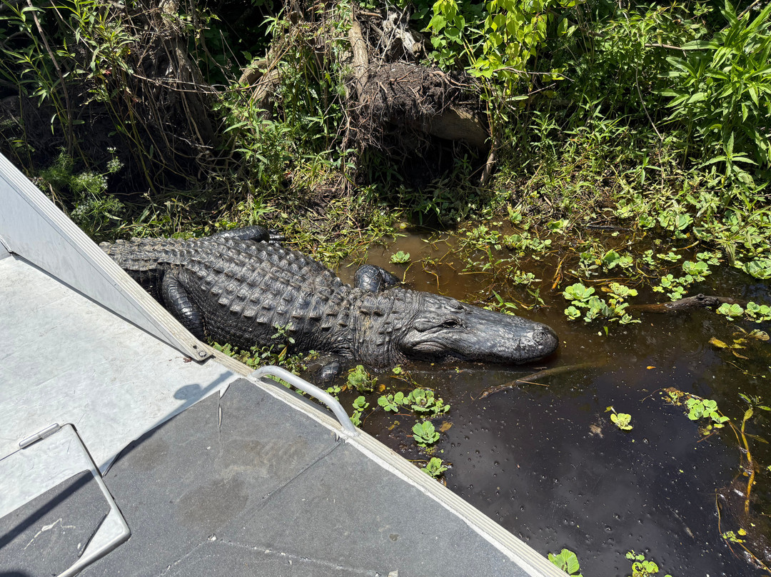 Ragin Cajun Airboat Tours景点图片