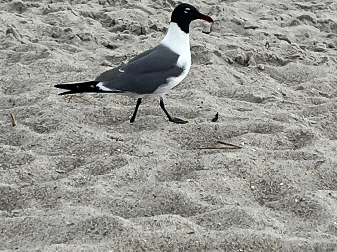 Carolina Beach Boardwalk景点图片