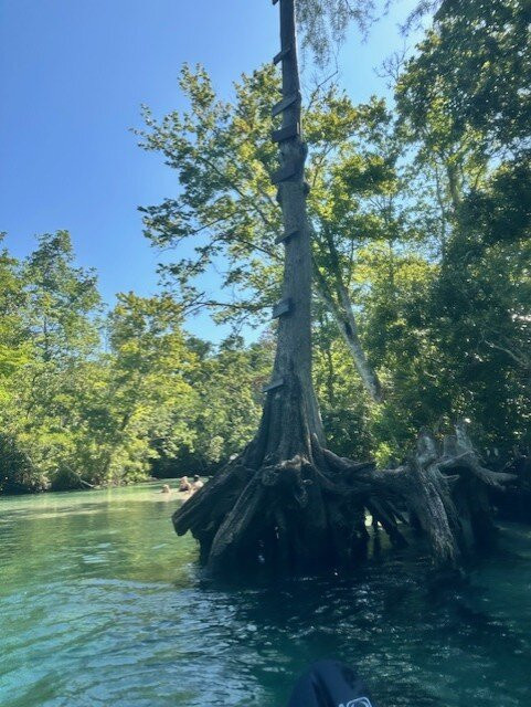 Weeki Wachee Kayaking景点图片