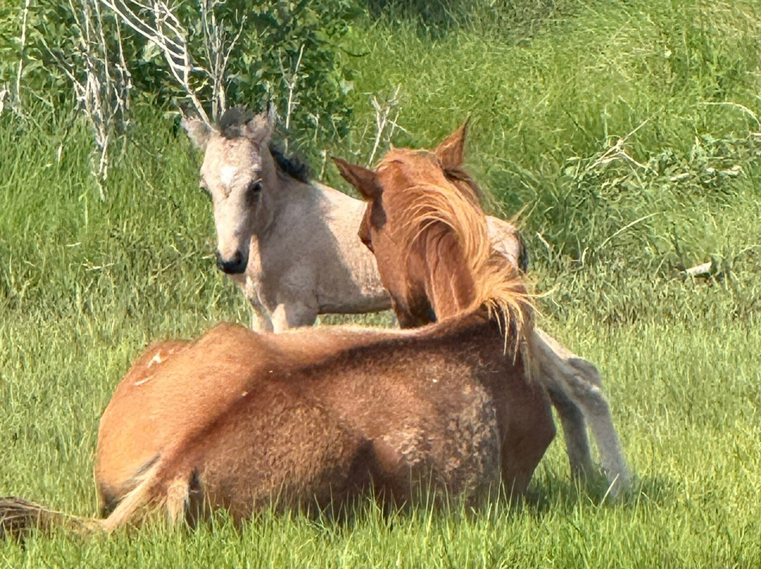 Up The Bay Pony Tours-钦科蒂格岛必去景点