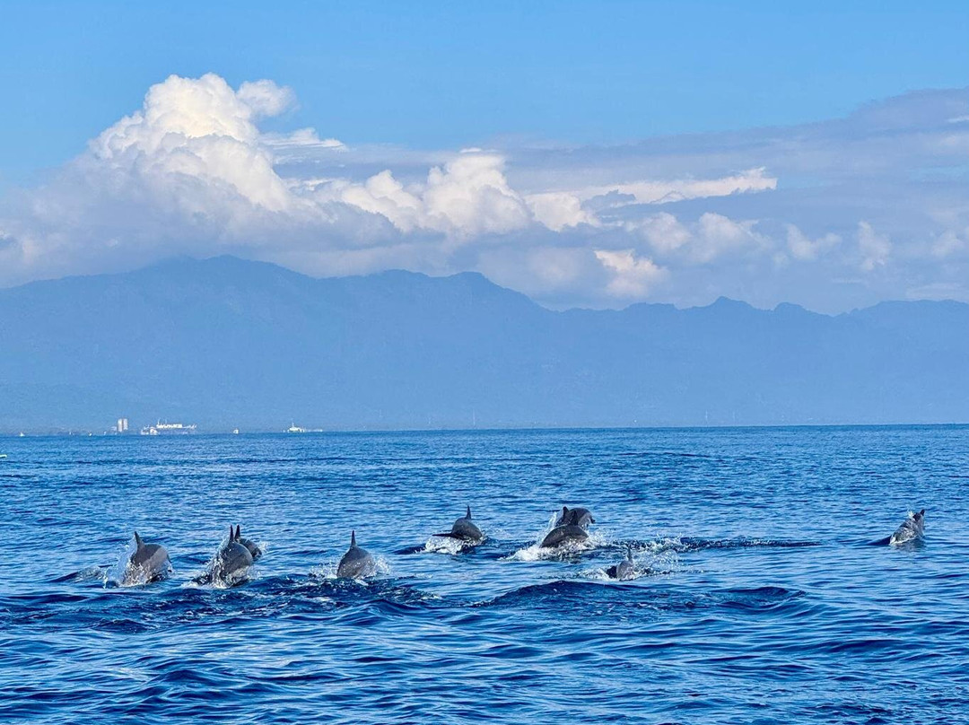 Agus Lovina Dolphin Tour-罗威那海滩必去景点