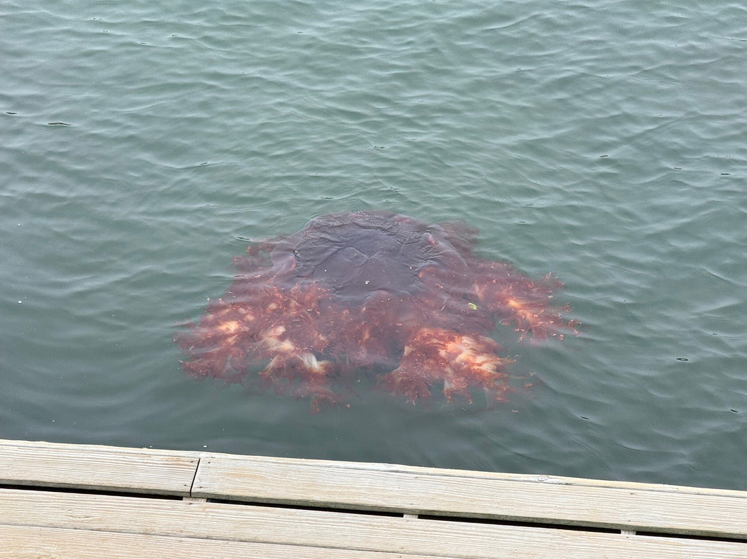 Bar Harbor Town Pier