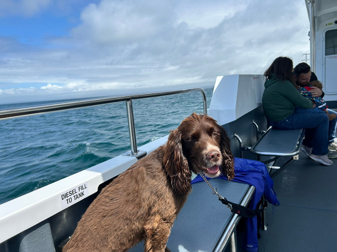 Pembrokeshire Islands Boat Trips景点图片