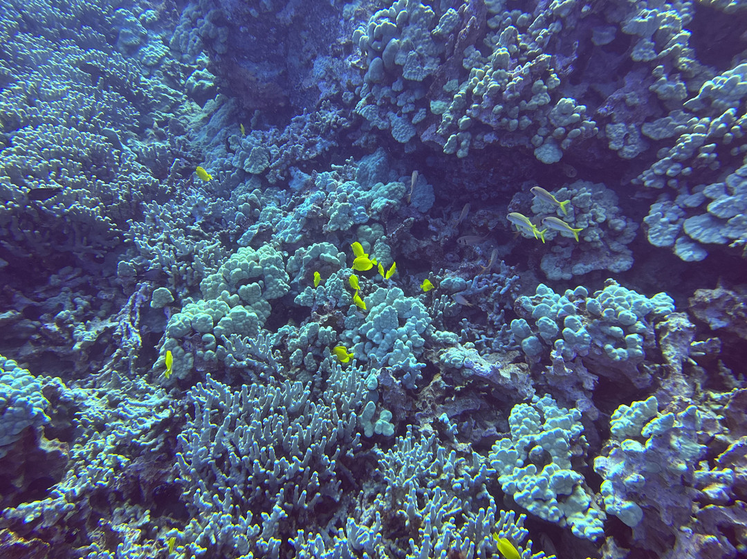 Liquid Cosmos Divers-卡威哈也必去景点