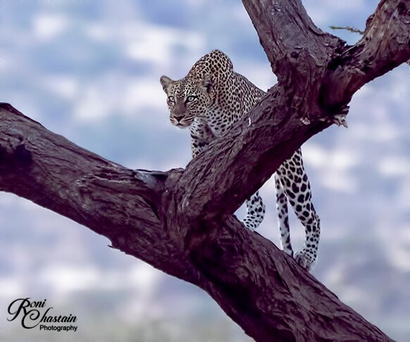 Lemnshan African Adventure Safari-南由基必去景点