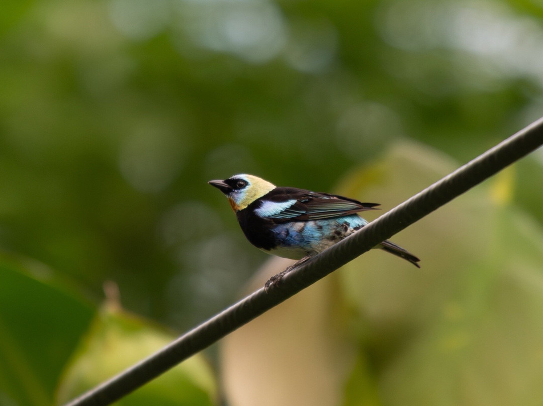 Osa Birders Tours-Puerto Jimenes必去景点