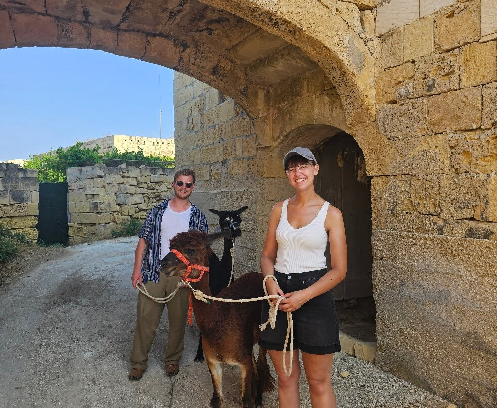 Gozo Alpaca Walks-Xewkija必去景点