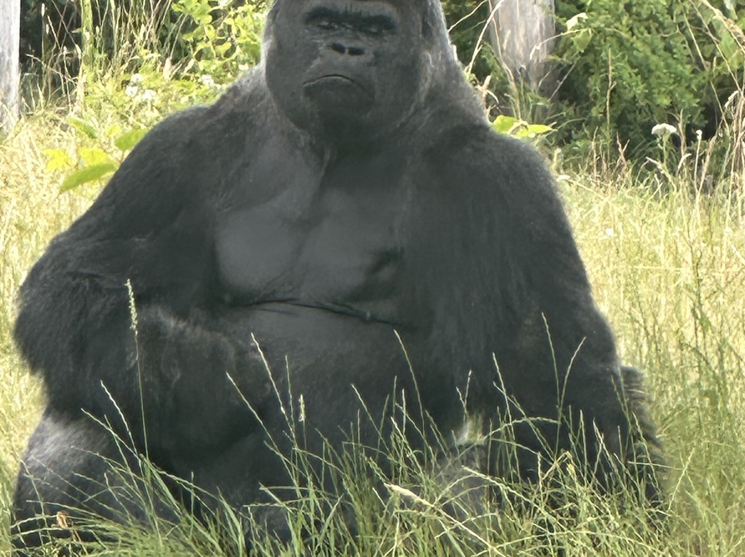 Miejski Ogrod Zoologiczny w Warszawie-华沙必去景点