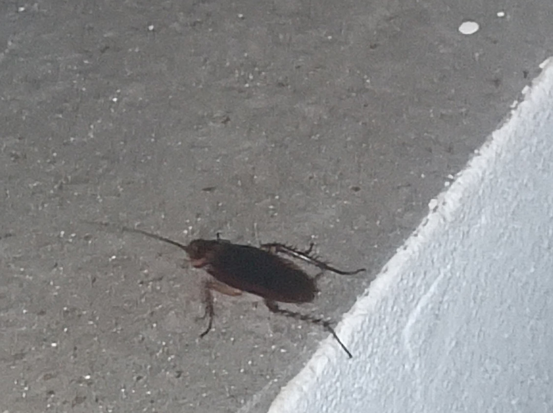 Lysithea Hotel Apartments主图