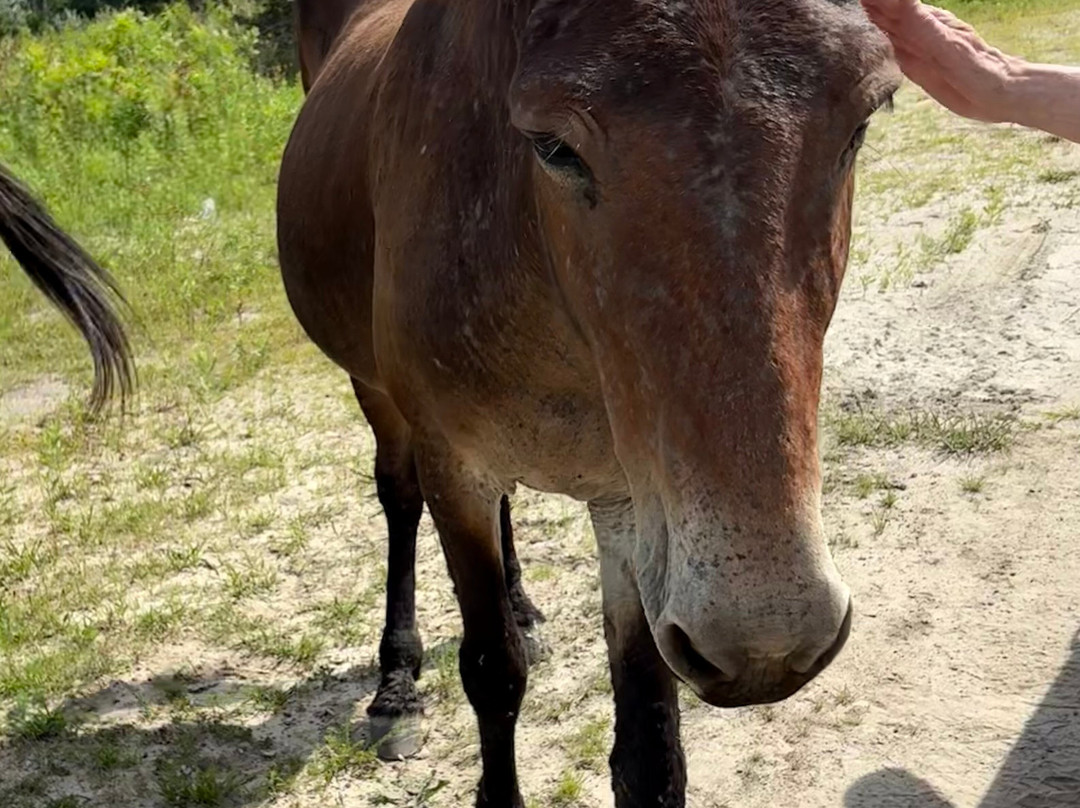 Appalachian Horse Project-Jackson必去景点