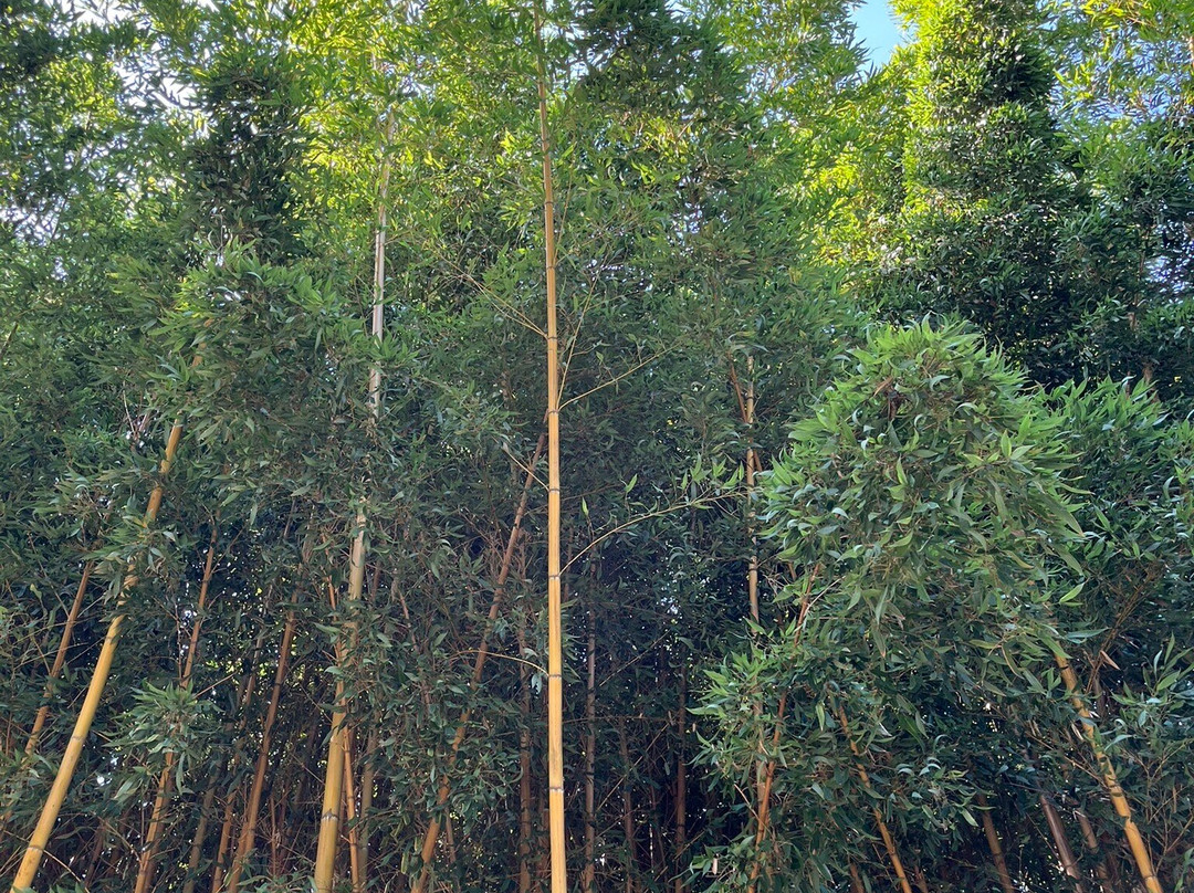 Southern Cultures Park-艾德勒必去景点