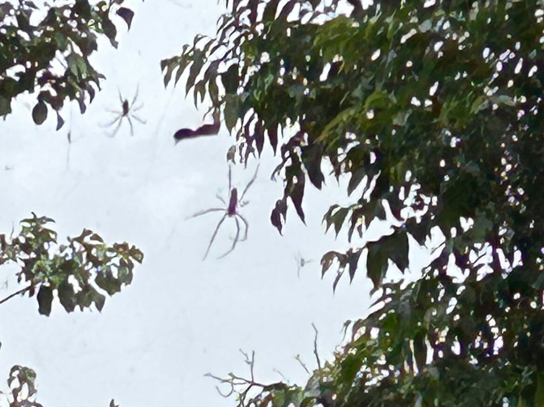 Entebbe Botanical Gardens-恩德培必去景点
