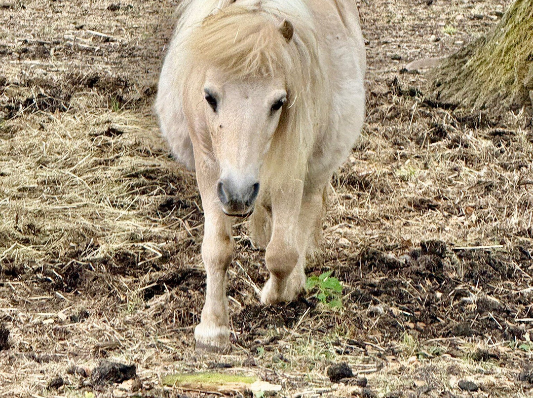 Baylham House Rare Breeds Farm-伊普斯威奇必去景点