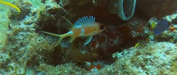 Serial Divers-居斯塔维亚必去景点