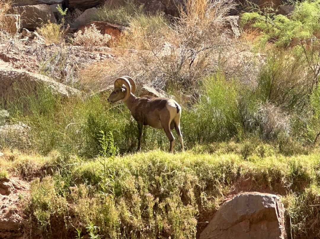 Oars Grand Canyon-弗拉格斯塔夫必去景点