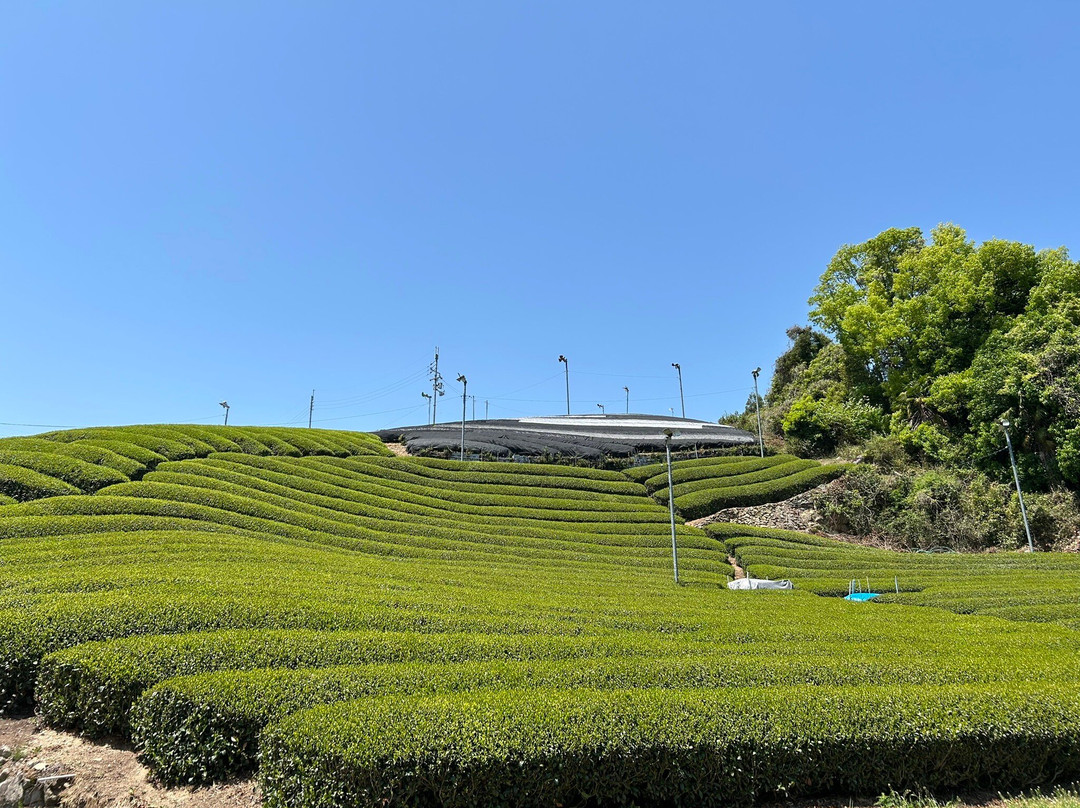 Shirasu Senbaru Tea Plantation