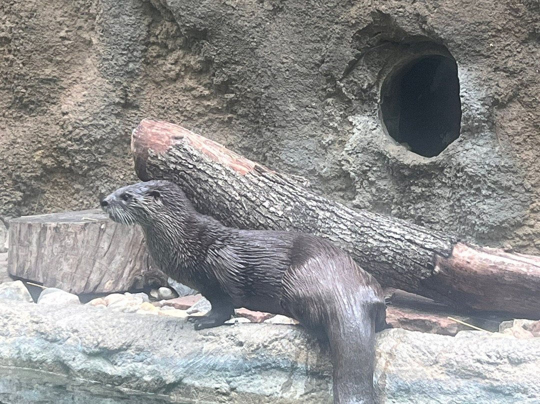 Lincoln Children's Zoo-林肯必去景点