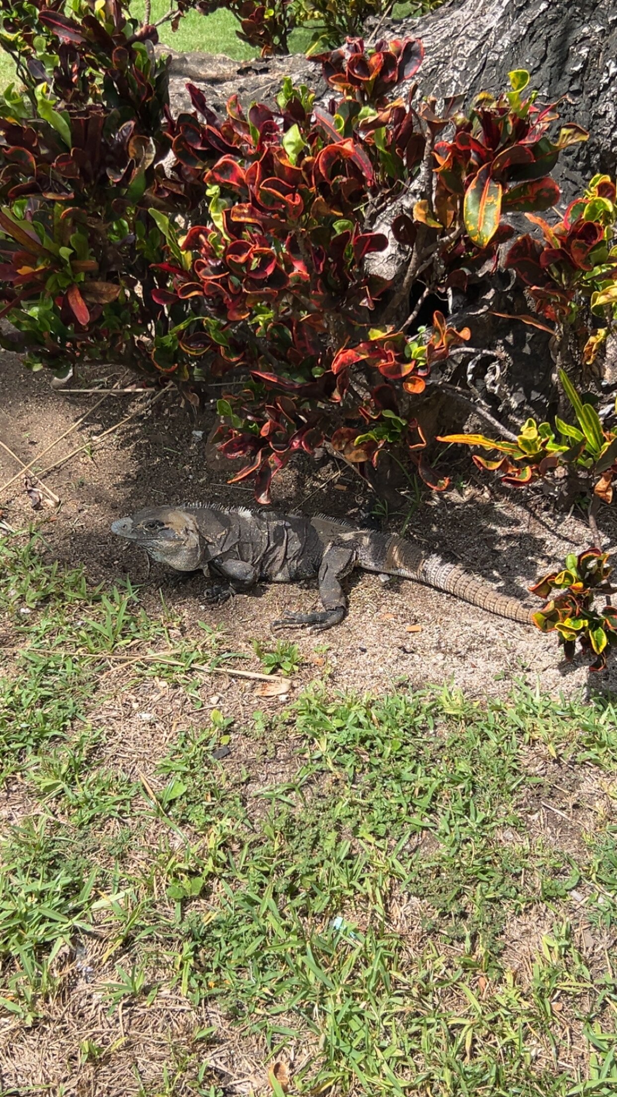 Barcelo Maya Caribe-泳池