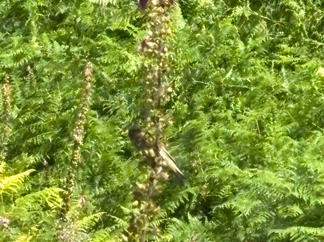 Dundreggan Rewilding Centre-因弗内斯必去景点