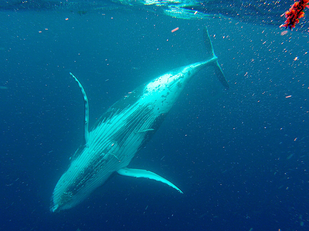 Deep Blue Diving-努库阿洛法必去景点