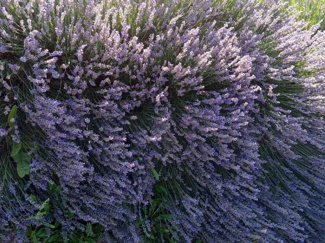 Parco Della Lavanda-Campotenese必去景点