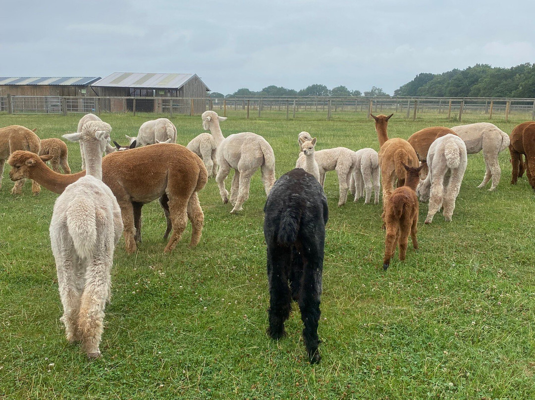 Baldwins Gate旅游景点-Acton Hill Alpacas