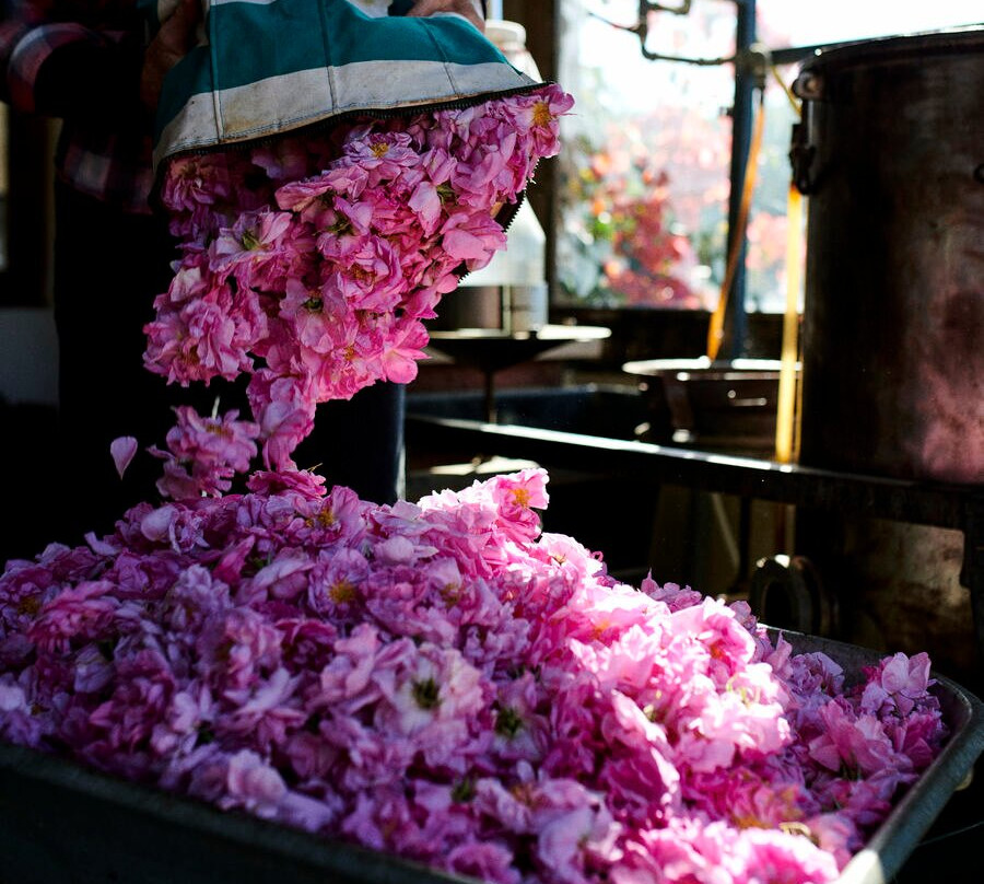 Essences Naturelles Corses-San-Nicolao必去景点