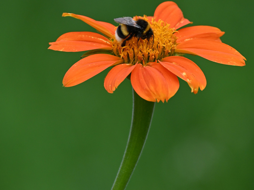 Botanischer Garten-克雷菲尔德必去景点