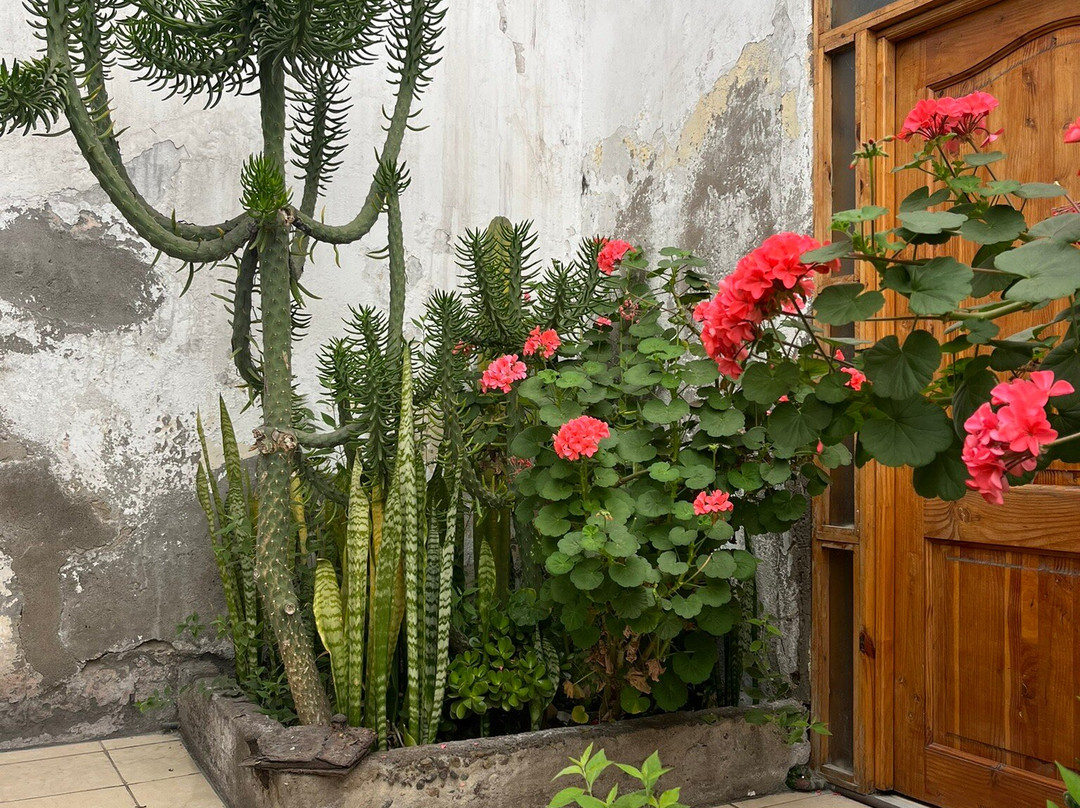 Olivos Centenarios-Huasco必去景点