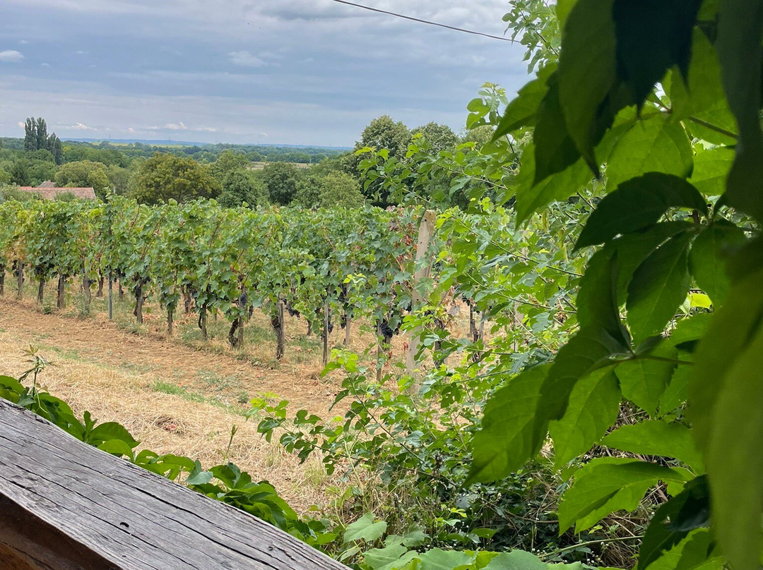 Halasi Pince Panzio主图