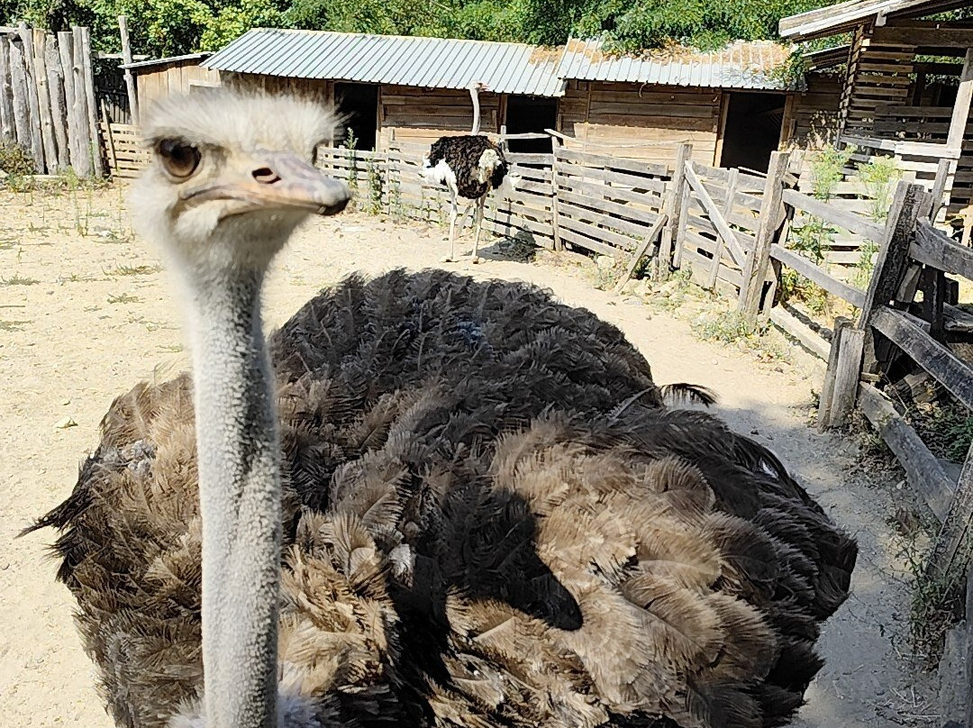 Gorica Zoo-比亚拉必去景点