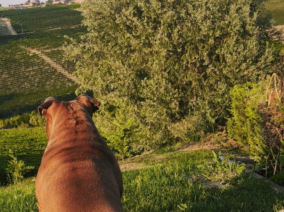 Agriturismo Bricco San Giovanni主图