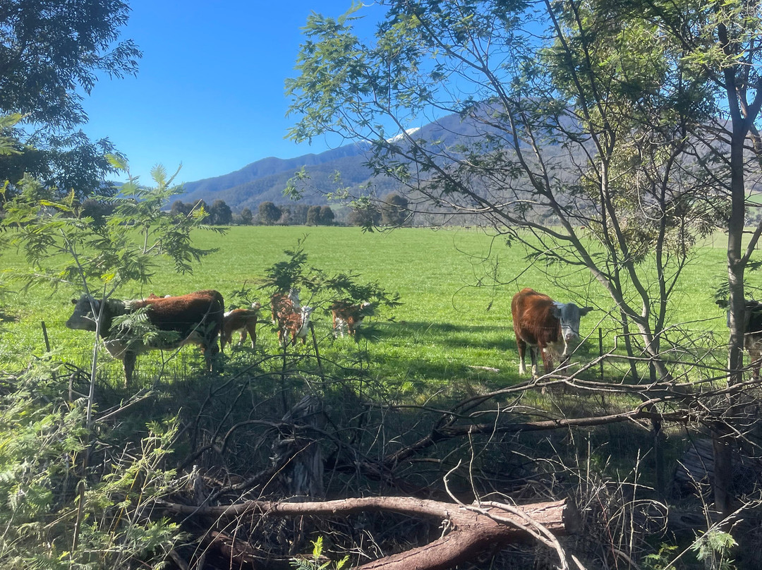 Bogong Horseback Adventures-Tawonga必去景点