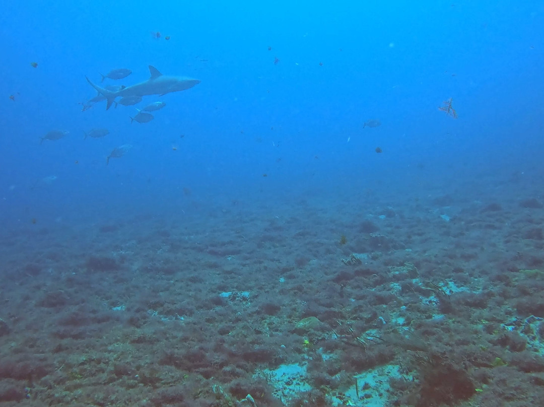 Jupiter Dive Center-朱庇特必去景点