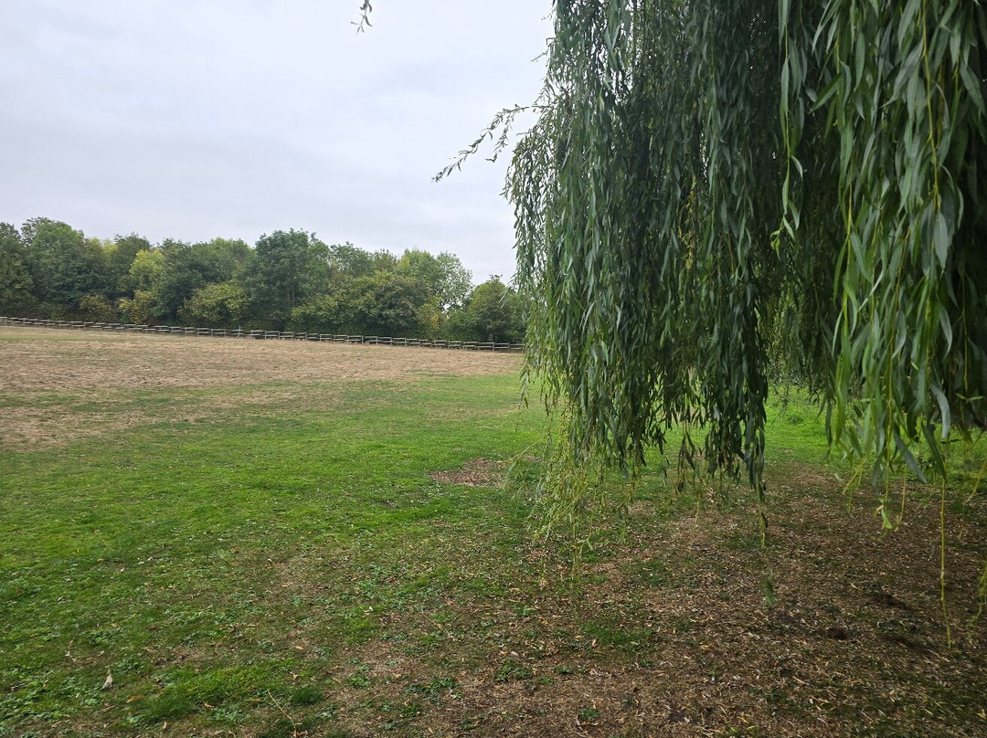 Wild Thyme & Honey主图