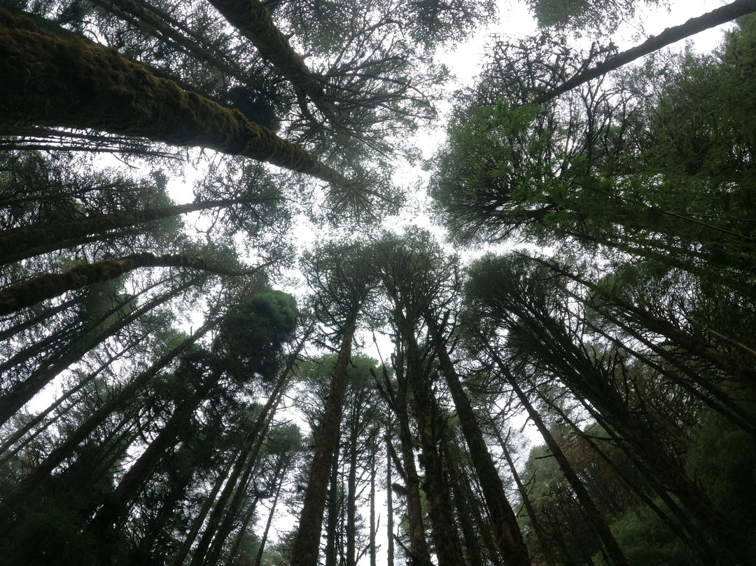 Varsey Rhododendron Sanctuary-West Sikkim必去景点
