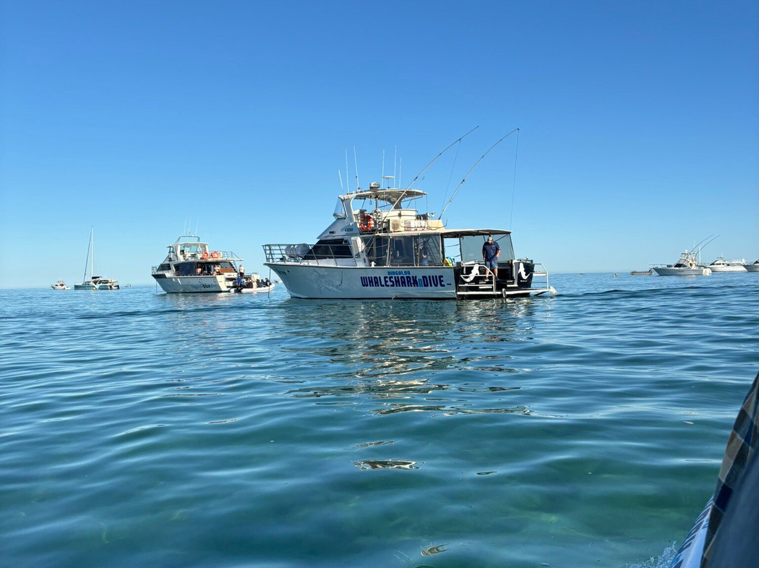 Ningaloo Whaleshark n Dive-埃克斯茅斯必去景点