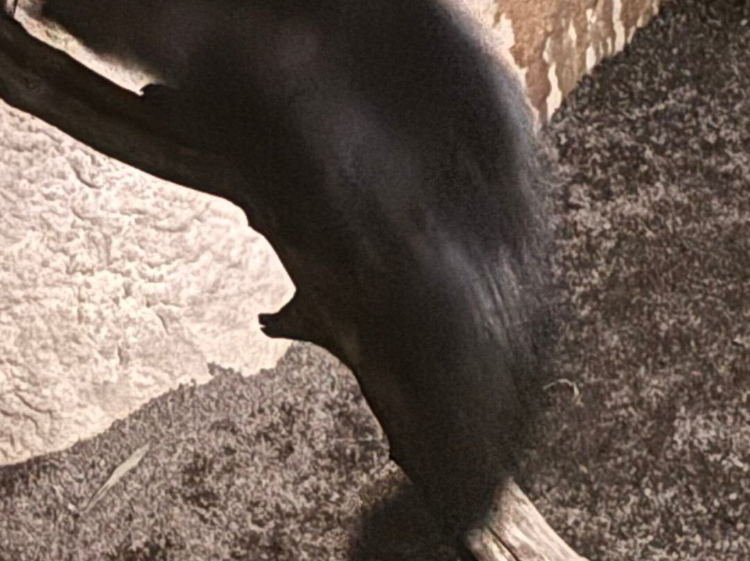 Bioparc Fuengirola-福恩吉罗拉必去景点