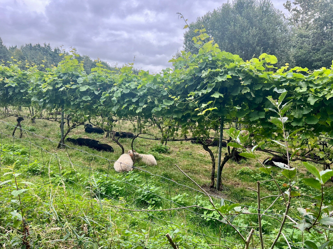 Vester Vedsted Vingaard-里伯必去景点