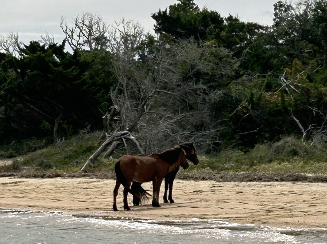 H2O Captain Eco-Tour Private Boat Excursions-莫尔黑德城必去景点