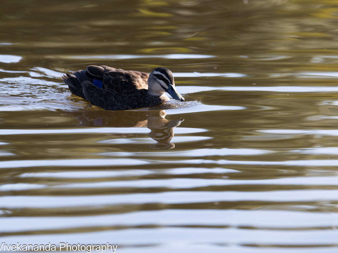 Bicentennial Park-Sydney Olympic Park必去景点