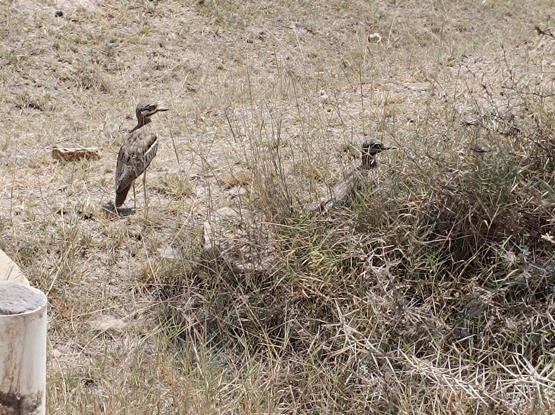 All Seasons Safaris & Tours - Day Tours-内罗毕必去景点