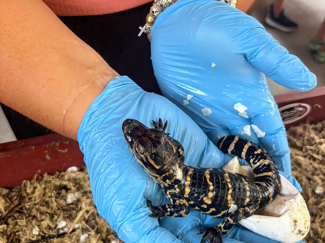 Gatorama-Palmdale必去景点